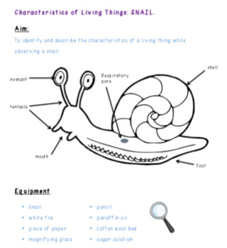Preview of Characteristics of a Living Thing - Snail Activity