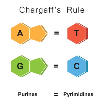 Preview of Chargaff's Rule
