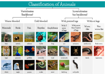 have confidence gas Children's day Animal Classification Chart Teaching Resources | TPT