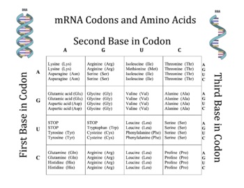 Chart of Amino Acids: Names and Abbreviations and Codons (messenger RNA