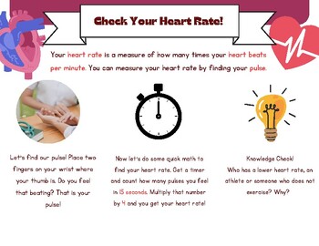 Preview of Check Your Heart Rate Worksheet.