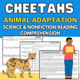 Cheetah: Animal Adaptation Science & Nonfiction Reading Pa