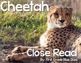 Cheetah Close Read