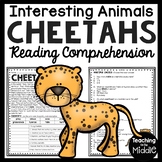 Cheetahs Informational Text Reading Comprehension Workshee