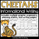 Cheetahs Informational Writing Animal Research Safari Grap