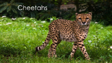 Cheetahs - Powerpoint