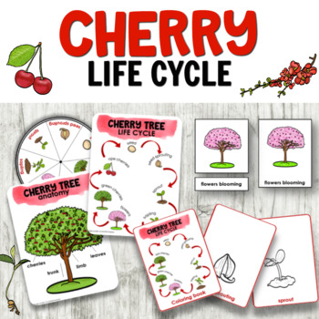 Preview of Cherry Tree Life Cycle of a Plant Activities