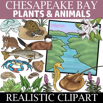 Preview of Chesapeake Bay Clip Art (Ecosystem Clipart)