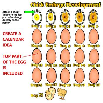 Chick Embryo Development Clipart (color and black and white) | TpT