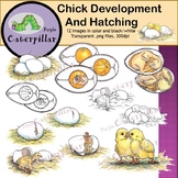 Chicken Life Cycle:  Chick Development and Hatching