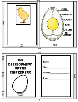 chicken embryo development