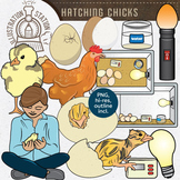 Hatching Chicks Clip Art