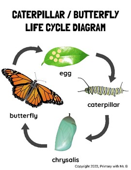 Caterpillar to Butterfly Interactive Observation Journal Transformation ...