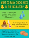 Chick Hatching Poster- What Do Baby Chicks Need in the Incubator?
