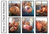 Chick Hatching Step By Step Photos