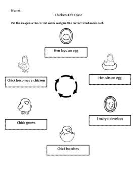 Chick Lifecycle by Annabanana Primary Resources | TpT