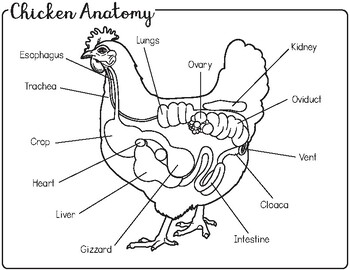 chicken digestive system diagram