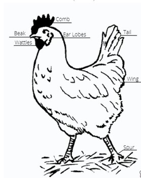 Preview of Chicken Anatomy Coloring Sheet