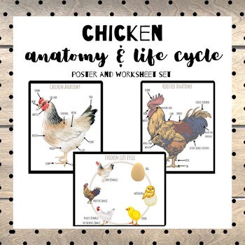 Preview of Chicken Anatomy and Egg Life Cycle Bundle