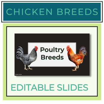 Preview of Chicken Breeds Slides Notes + Graphic Organizer