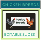 Chicken Breeds Slides Notes + Graphic Organizer
