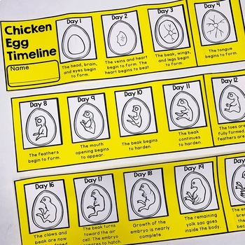 Chicken egg hatching process