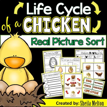 Preview of Chicken Life Cycle Activities, Printables, Picture Sorts, Science Notebook