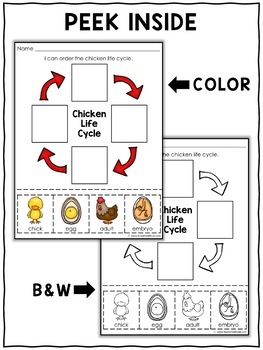 chicken life cycle activities by nicole and eliceo tpt