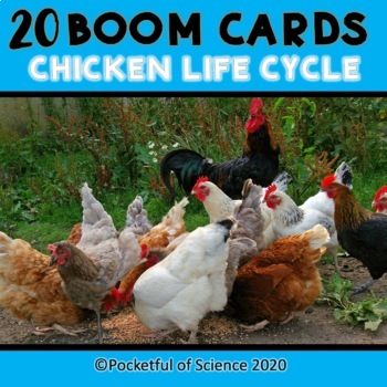 Preview of Chicken Life Cycle Boom Cards