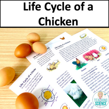 Preview of Chicken Life Cycle & Chicken Science Embryology & Incubation Chicken Worksheets