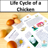 Chicken Life Cycle & Chicken Science Embryology & Incubati