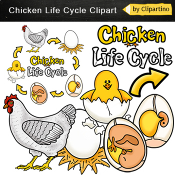 Preview of Chicken Life Cycle Clip Art Commercial use