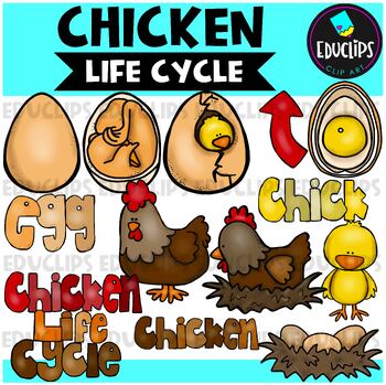 Preview of Chicken Life Cycle Clip Art Set {Educlips Clipart}