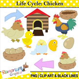 Chicken Life Cycle Clip art