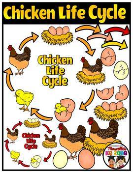 Preview of Chicken Life Cycle Clipart (color and black and white)