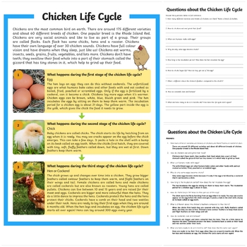 Preview of Chicken Life Cycle Differentiated Reading Comprehension Activities