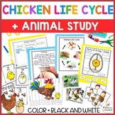 Chicken Life Cycle Facts Activities & Worksheets | Science