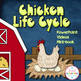 CHICKEN LIFE CYCLE - Digital Slideshow, Writing, and Hands