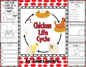 Preview of Chicken Life Cycle {Informational Writing Packet}