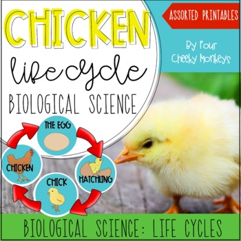 Preview of Chicken Life Cycle | Life Cycle of A Chicken