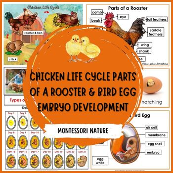 Preview of Chicken Life Cycle Parts of a Rooster Bird Egg Daily Cycle of a Chicken Embryo