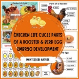 Chicken Life Cycle Parts of a Rooster Bird Egg Daily Cycle