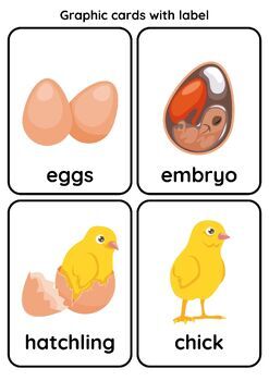 Animal Life Cycle - Chicken: Posters, Matching Cards, Worksheets, Spring