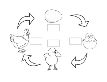 Preview of Chicken Life Cycle Printable
