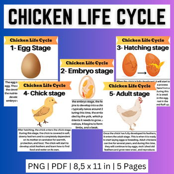 Chicken Life Cycle Unit: Complete with Lessons | Reading Pages | Also ...