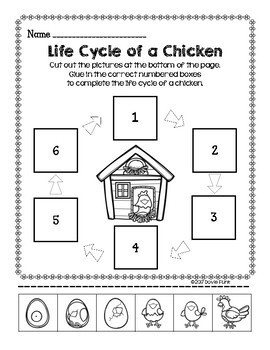 Chicken Life Cycle Unit - Posters, Worksheets, 5-Page Tab Book by Dovie ...