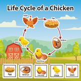 Chicken Life Cycle Worksheet Pack - Farm-Themed Preschool 