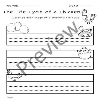 Chicken Life Cycle Writing Activity-Describe-Freebie by Primarystem
