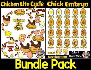 Preview of Chicken Life Cycle and Chick Embryo Development Clipart BUNDLE