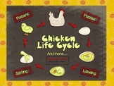 Chicken Life Cycle and More! (Common Core Aligned!)